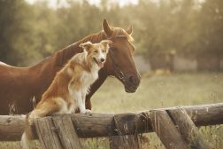Crossover-hundar (och –hästar)